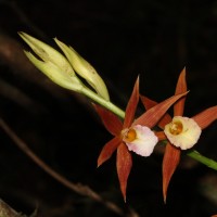 <i>Phaius wallichii</i>  Lindl.